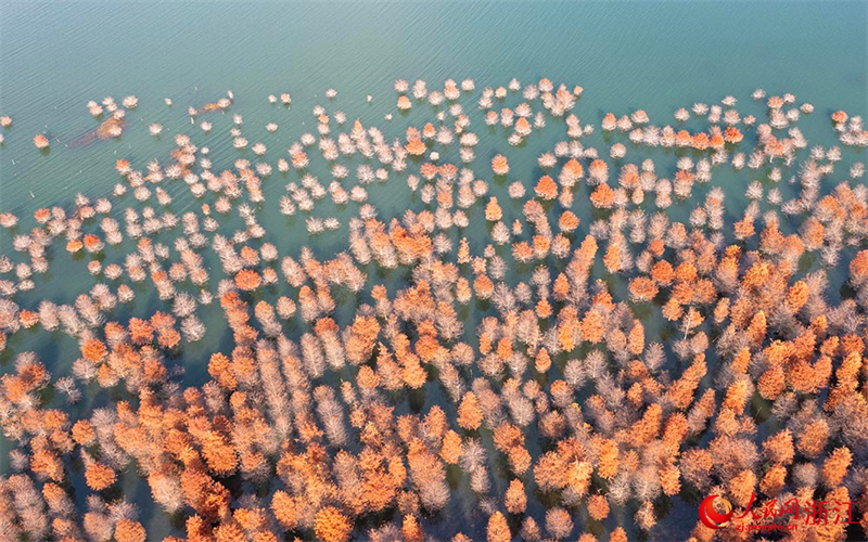 Galeria: metasequoias vermelhos transformam lago Changtan em quadro vivo, leste da China