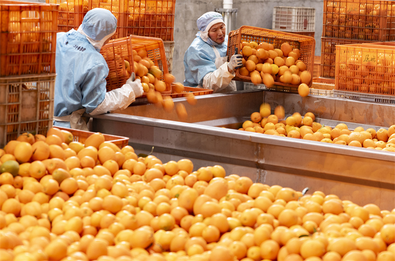 Processamento de laranja de umbigo no centro da China segue a todo vapor no Início do Ano