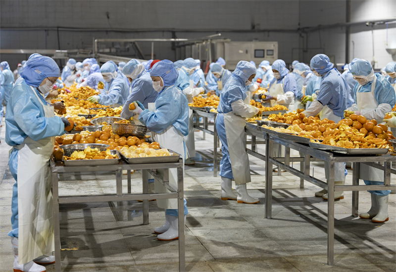 Processamento de laranja de umbigo no centro da China segue a todo vapor no Início do Ano