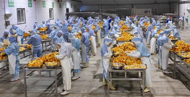 Processamento de laranja de umbigo no centro da China segue a todo vapor no Início do Ano