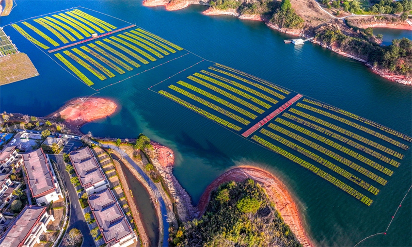 Plantas em ilhas flutuantes ajudam na limpeza de lago em Hangzhou