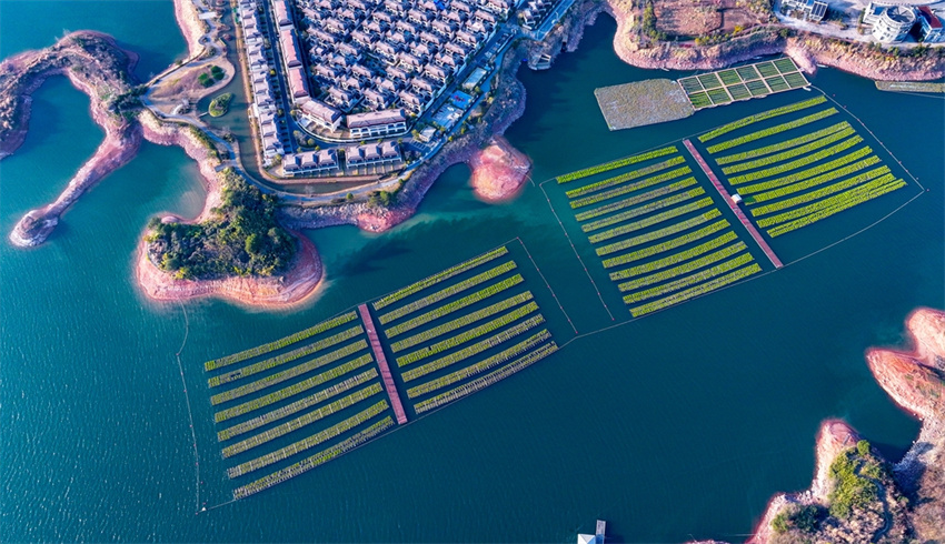 Plantas em ilhas flutuantes ajudam na limpeza de lago em Hangzhou