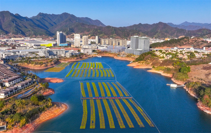 Plantas em ilhas flutuantes ajudam na limpeza de lago em Hangzhou