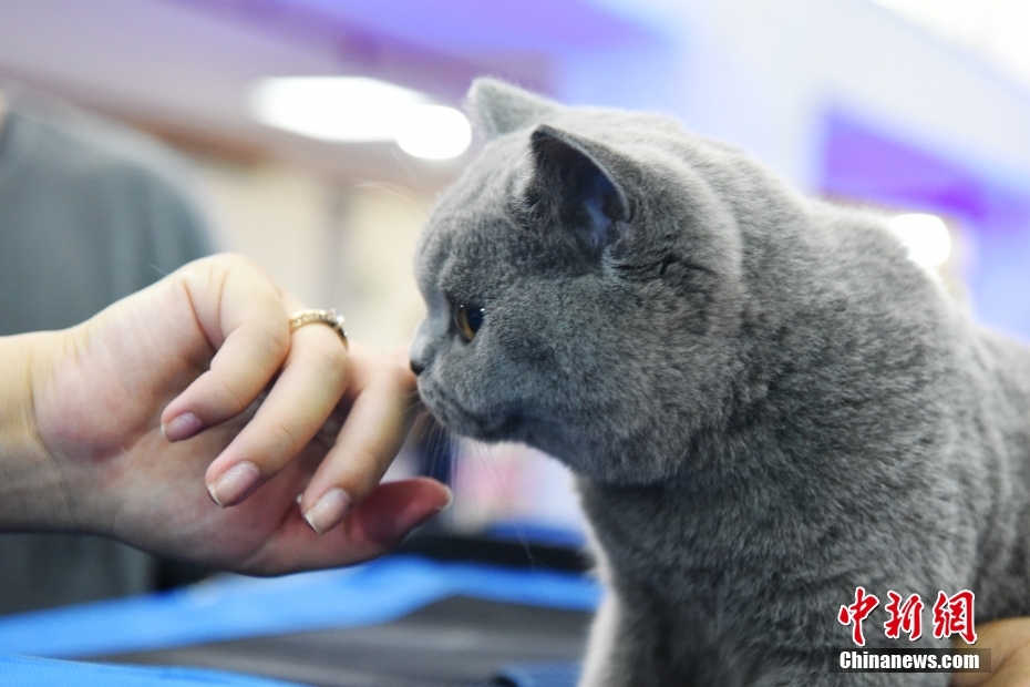 Brasil: concurso de beleza reúne cerca de 200 gatos de 20 raças