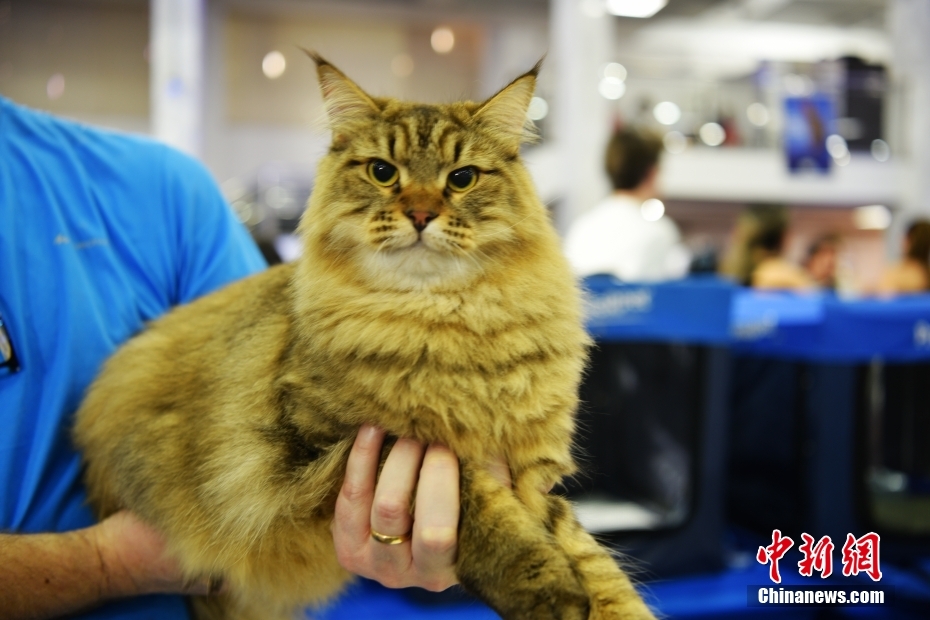 Brasil: concurso de beleza reúne cerca de 200 gatos de 20 raças