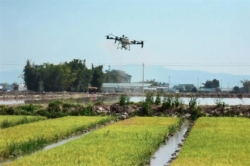 Estação agrícola da primavera avança em toda a China