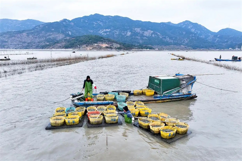 Estação agrícola da primavera avança em toda a China