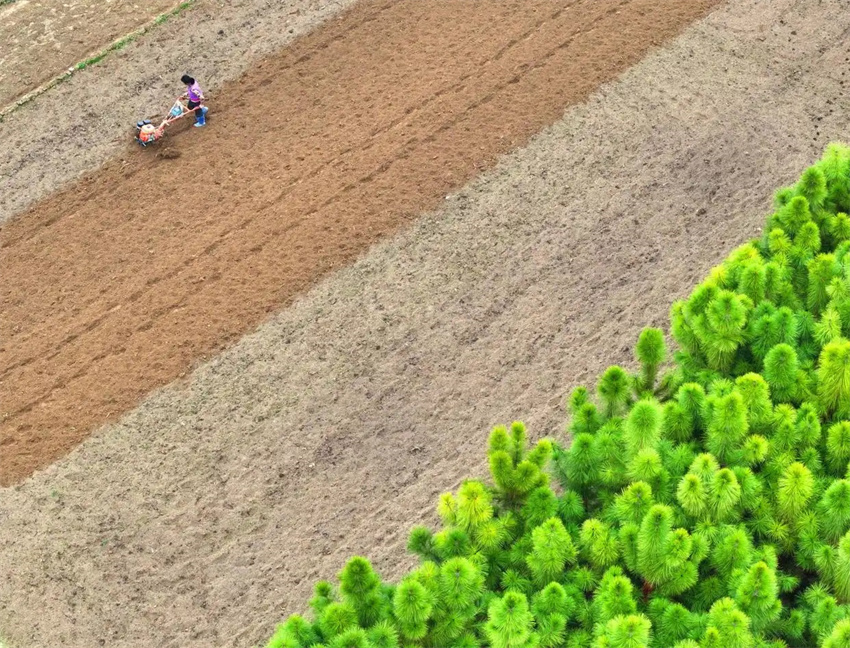 Estação agrícola da primavera avança em toda a China