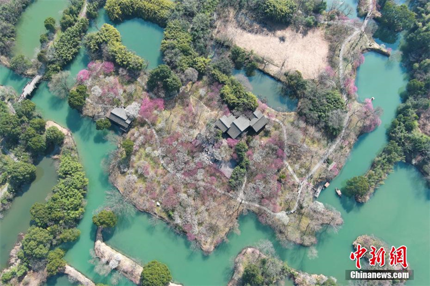 Galeria: flores de ameixeira florescem em Zhejiang, leste da China