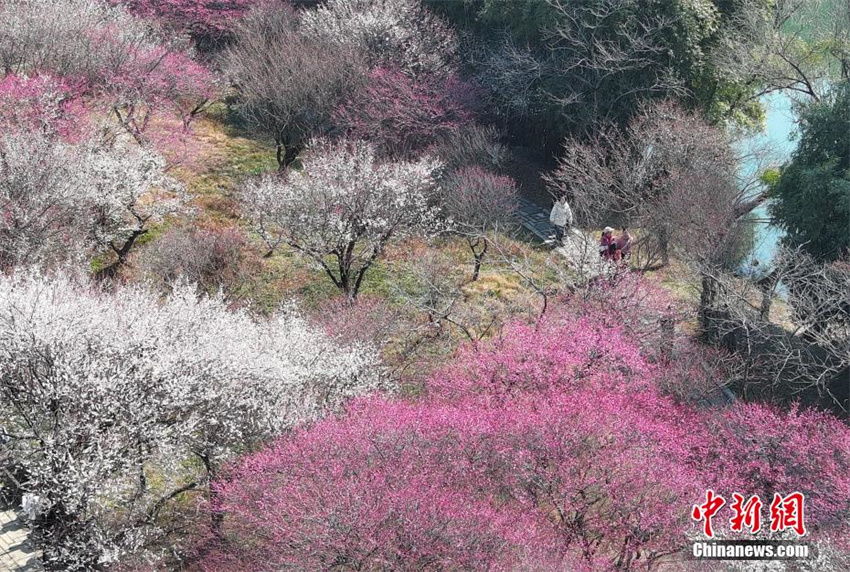 Galeria: flores de ameixeira florescem em Zhejiang, leste da China