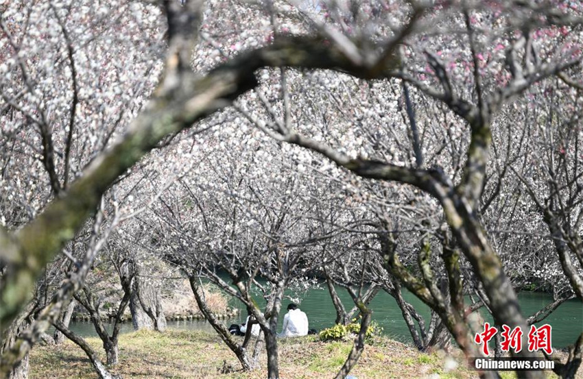 Galeria: flores de ameixeira florescem em Zhejiang, leste da China