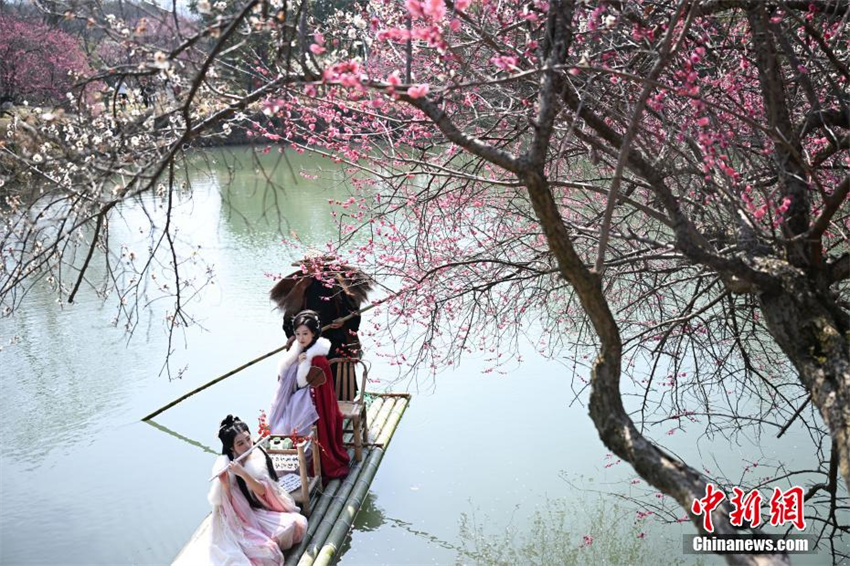 Galeria: flores de ameixeira florescem em Zhejiang, leste da China