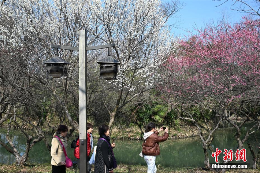 Galeria: flores de ameixeira florescem em Zhejiang, leste da China