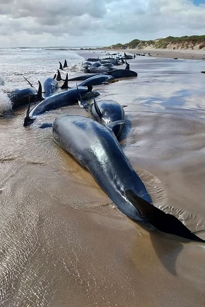 Mais de 150 orcas ficam encalhadas em massa em uma praia na Austrália.