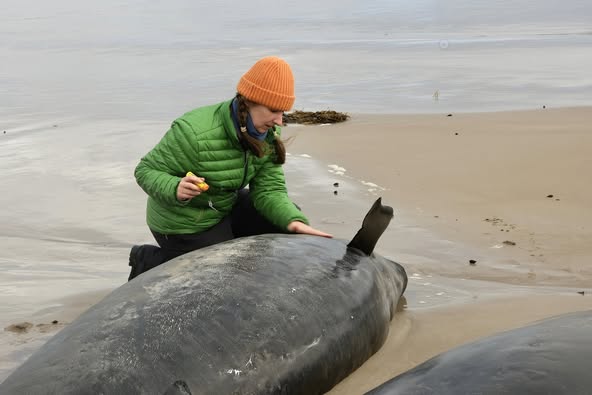 Mais de 150 orcas ficam encalhadas em massa em uma praia na Austrália.