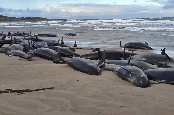 Mais de 150 orcas ficam encalhadas em massa em uma praia na Austrália.