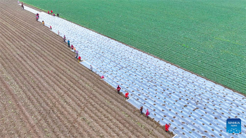 Atividades agrícolas em pleno andamento em toda a China