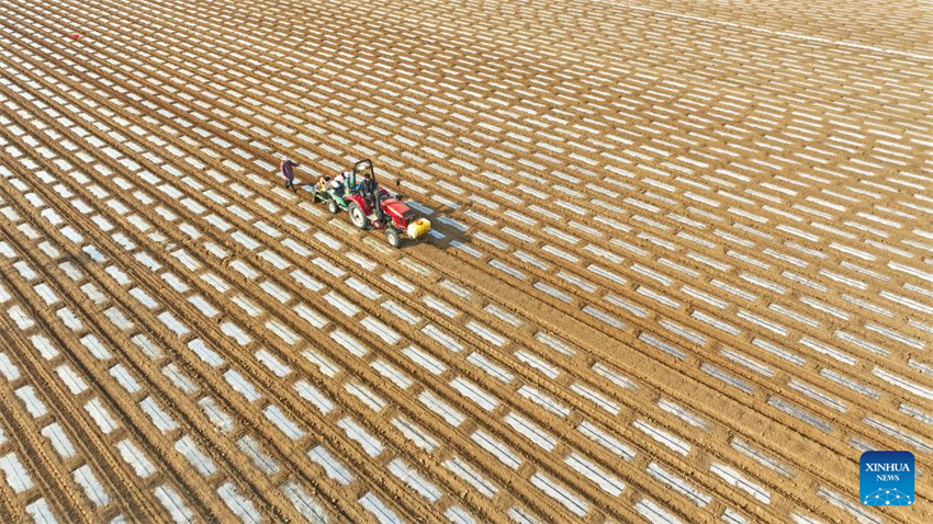 Atividades agrícolas em pleno andamento em toda a China