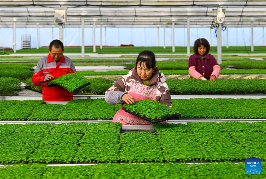 Atividades agrícolas em pleno andamento em toda a China