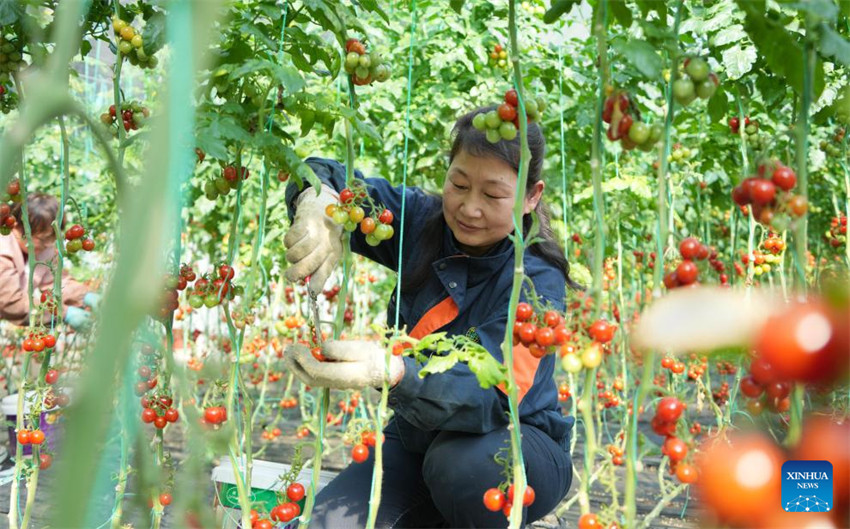 Atividades agrícolas em pleno andamento em toda a China