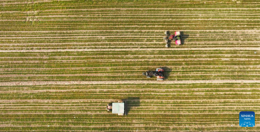 Atividades agrícolas em pleno andamento em toda a China