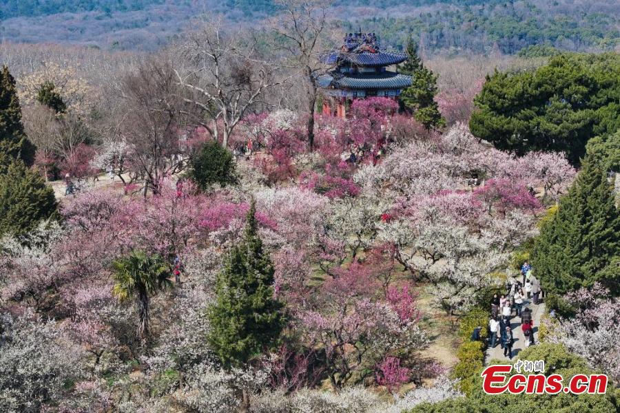 Nanjing: flores de ameixa sinalizam chegada da primavera e atraem visitantes