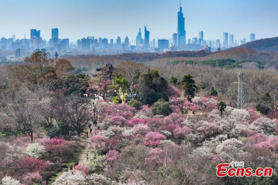 Nanjing: flores de ameixa sinalizam chegada da primavera e atraem visitantes