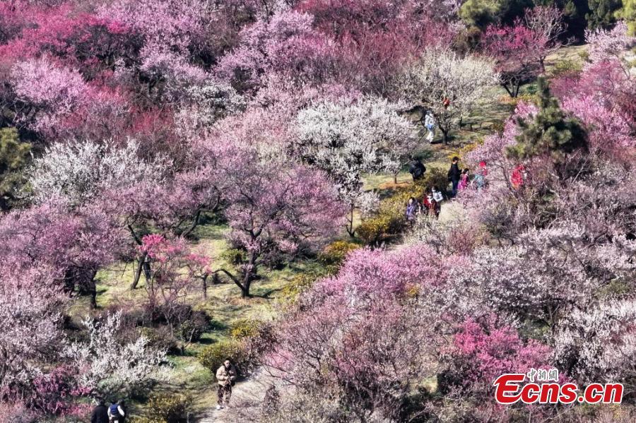 Nanjing: flores de ameixa sinalizam chegada da primavera e atraem visitantes