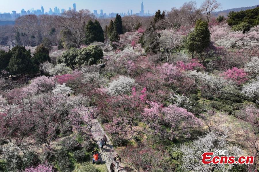 Nanjing: flores de ameixa sinalizam chegada da primavera e atraem visitantes