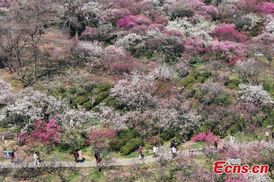 Nanjing: flores de ameixa sinalizam chegada da primavera e atraem visitantes