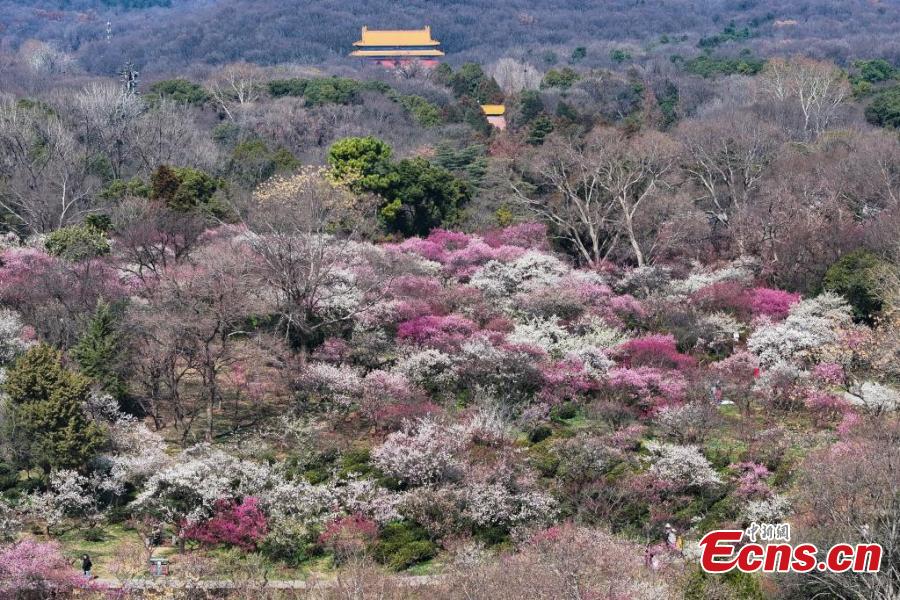 Nanjing: flores de ameixa sinalizam chegada da primavera e atraem visitantes