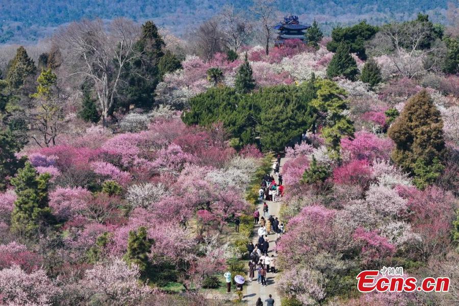 Nanjing: flores de ameixa sinalizam chegada da primavera e atraem visitantes