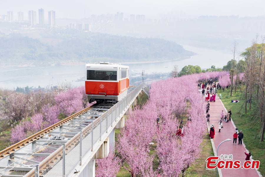 Vagão turístico realiza trajeto entre flores florescentes em Chongqing