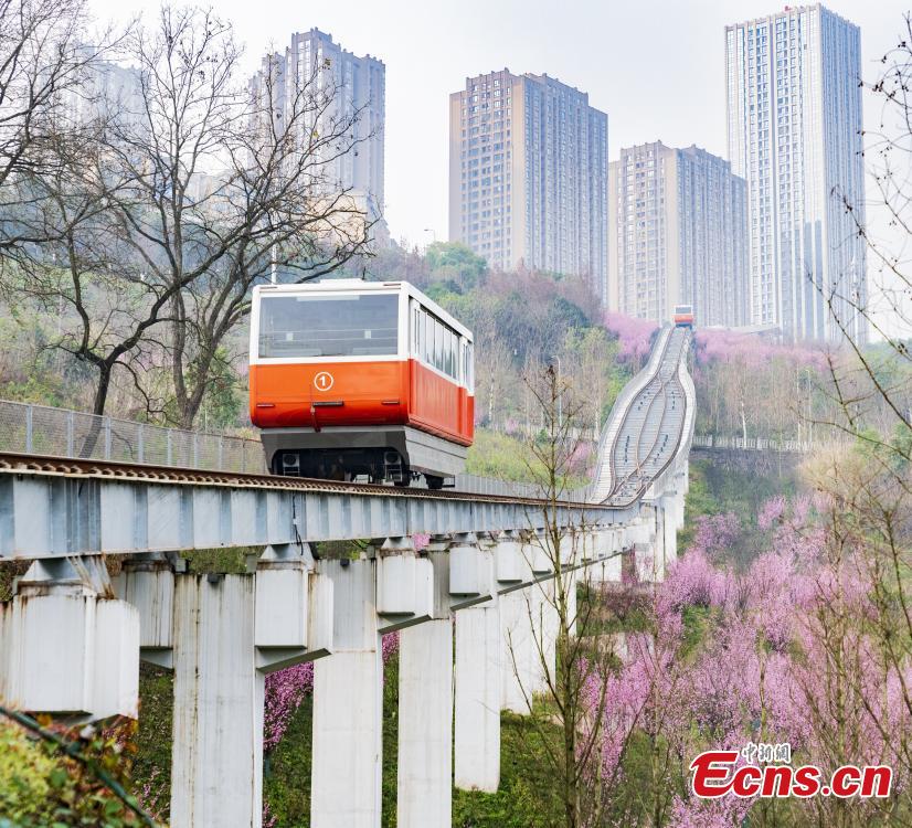 Vagão turístico realiza trajeto entre flores florescentes em Chongqing