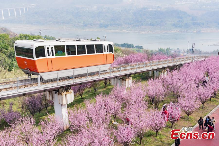 Vagão turístico realiza trajeto entre flores florescentes em Chongqing