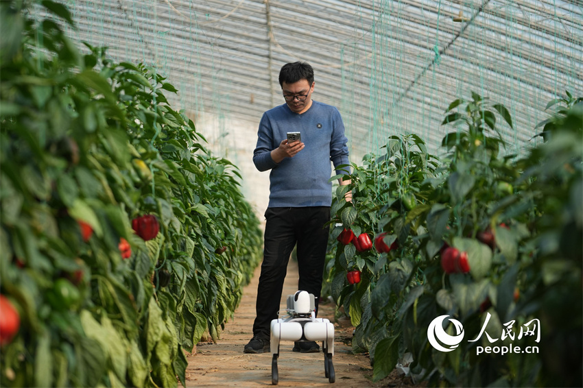 Cão-robô com inteligência artificial utilizado em estufas de vegetais em Shandong