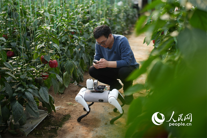 Cão-robô com inteligência artificial utilizado em estufas de vegetais em Shandong