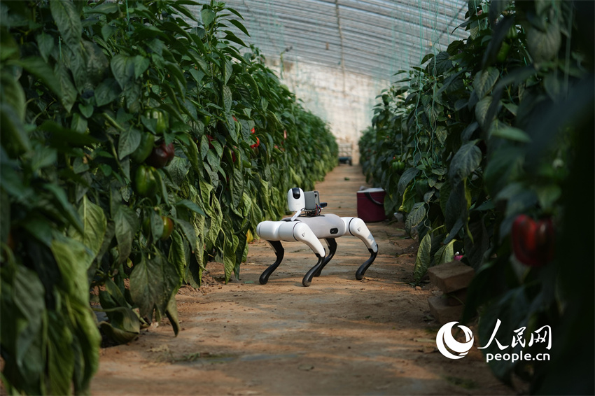 Cão-robô com inteligência artificial utilizado em estufas de vegetais em Shandong