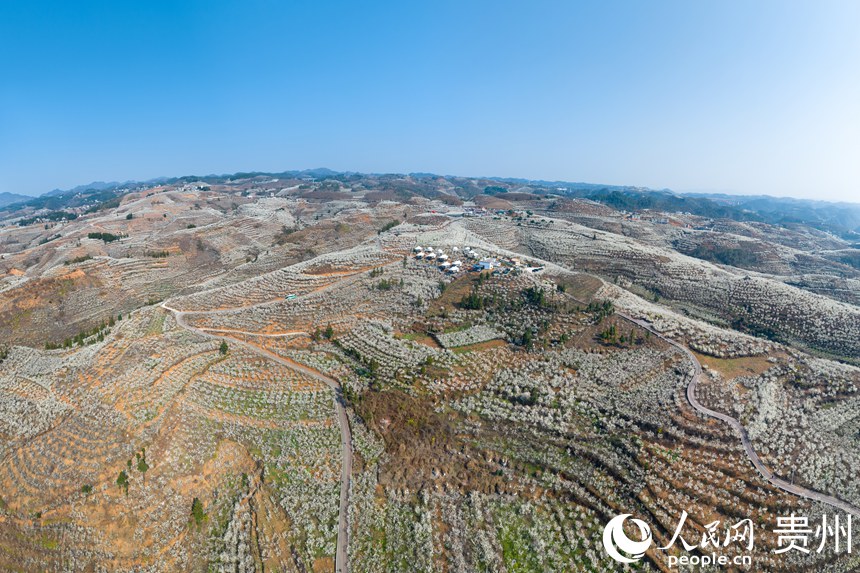 Galeria: início da temporada das flores de cerejeira em Guizhou