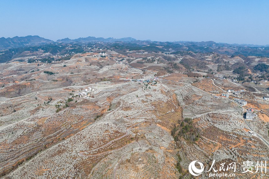 Galeria: início da temporada das flores de cerejeira em Guizhou