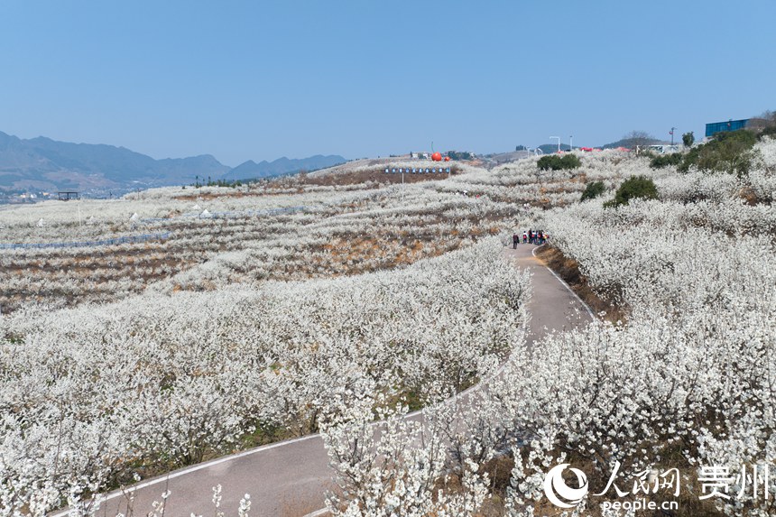 Galeria: início da temporada das flores de cerejeira em Guizhou