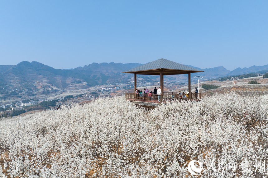 Galeria: início da temporada das flores de cerejeira em Guizhou