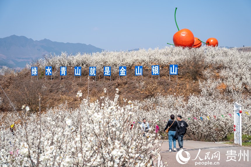 Galeria: início da temporada das flores de cerejeira em Guizhou