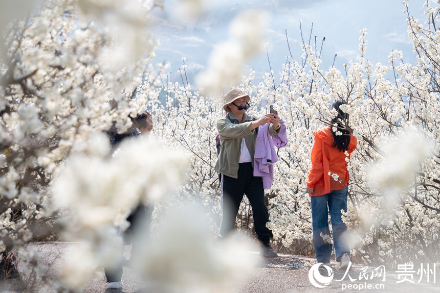 Galeria: início da temporada das flores de cerejeira em Guizhou