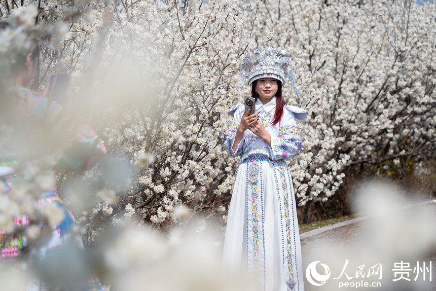 Galeria: início da temporada das flores de cerejeira em Guizhou