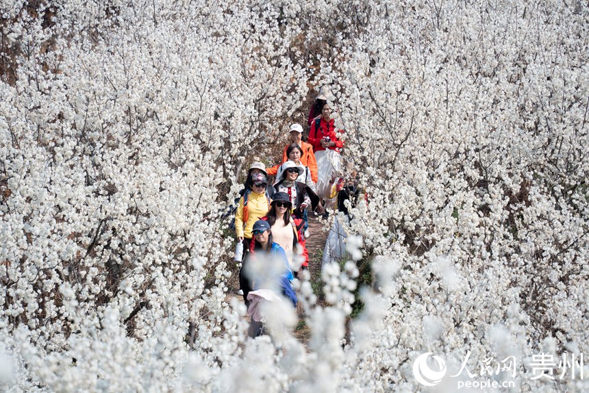 Galeria: início da temporada das flores de cerejeira em Guizhou