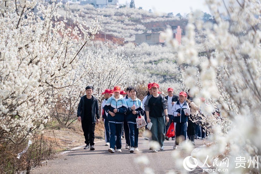 Galeria: início da temporada das flores de cerejeira em Guizhou