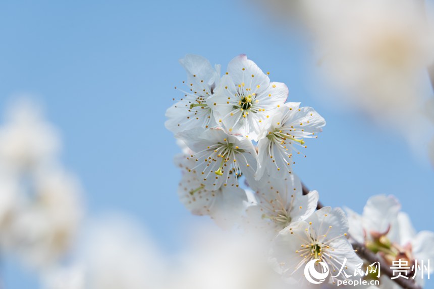 Galeria: início da temporada das flores de cerejeira em Guizhou