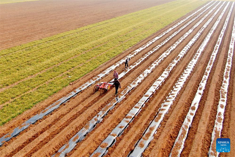 Agricultores chineses trabalham em ritmo acelerado no início da primavera