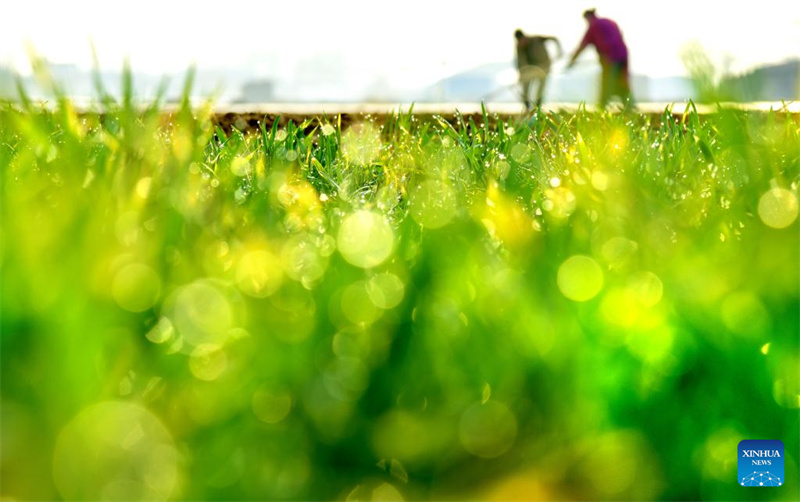 Agricultores chineses trabalham em ritmo acelerado no início da primavera